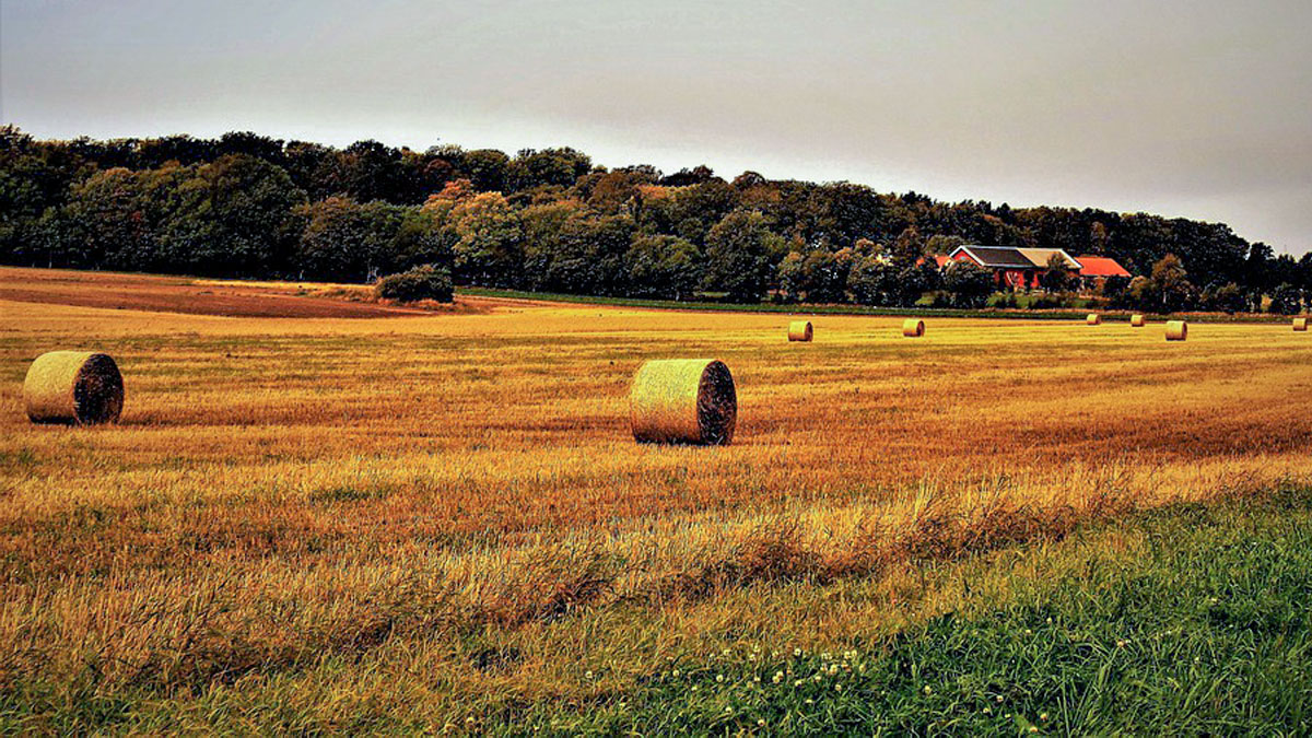2021-22 CRE Price Increases Due to Hay Prices