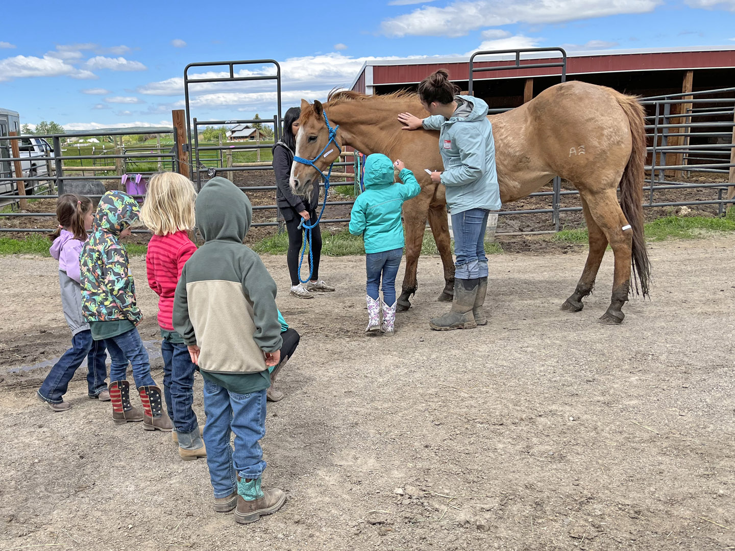 Kids Hands On Learning Around Horses