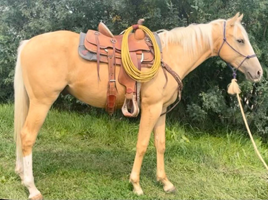 Boones Classy Heist 2019 Palomino AQHA Gelding. Nominated for Cowboy State Incentive and Glacier Chaser.