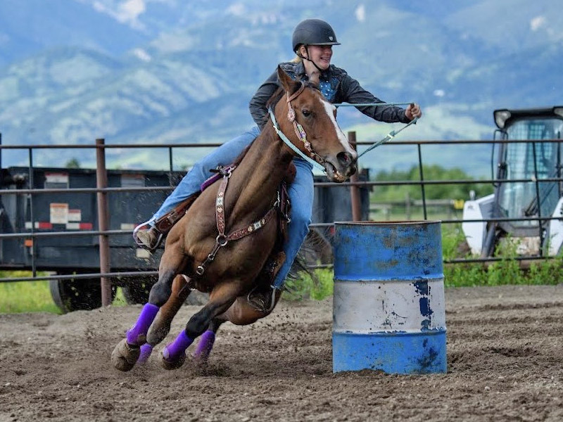 Montana Horses for Sale Bozeman, Montana