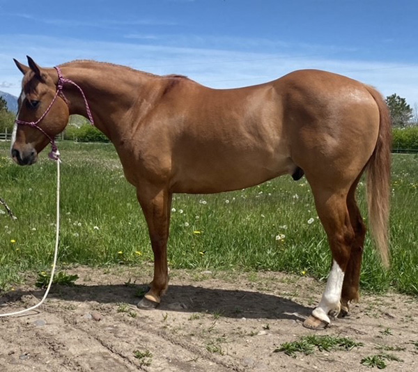 Montana Gelding Horse For Sale Mr Risky